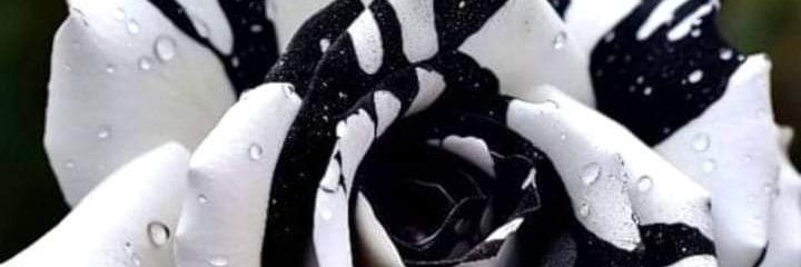 Toniya612's profile banner image
