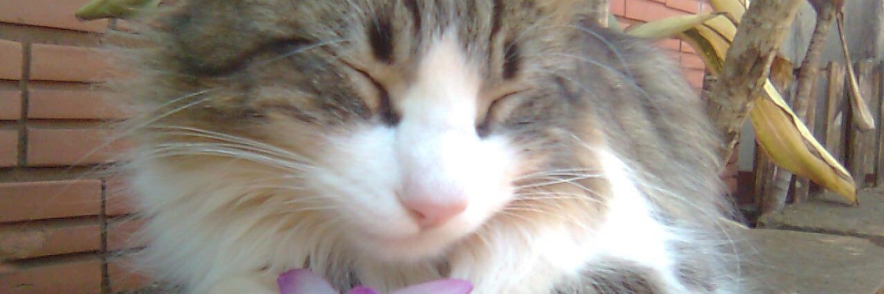 yannaramirez2's profile banner image