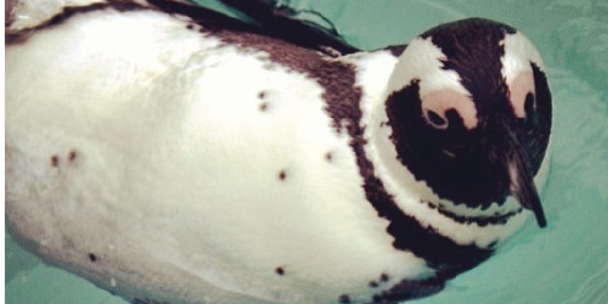 Toronto Zoo banner