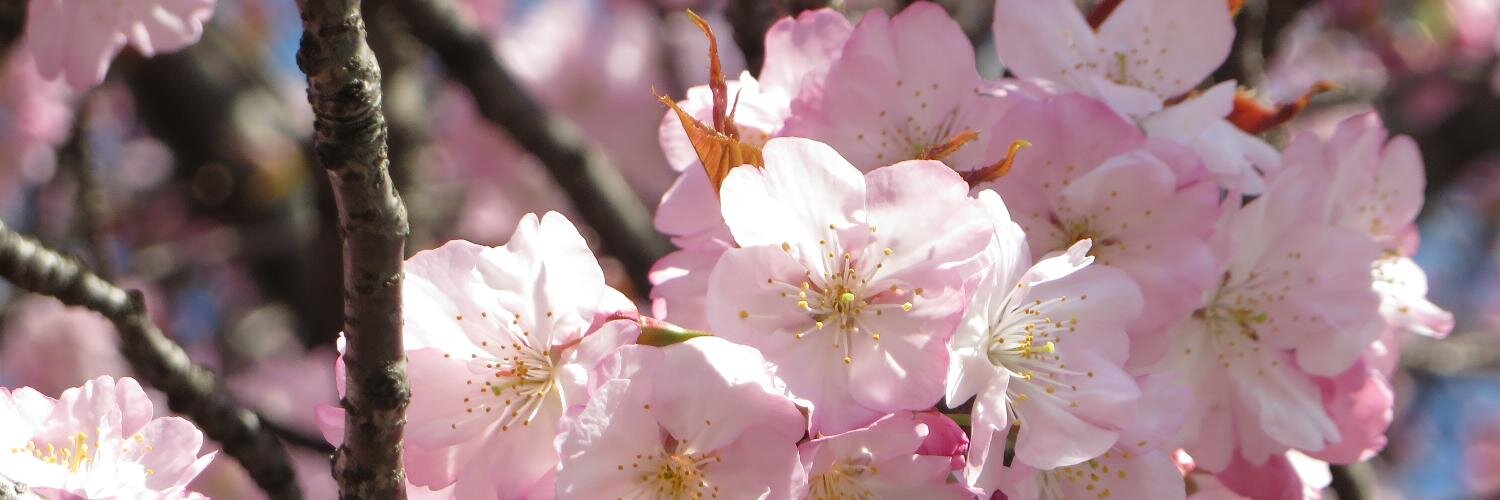 やまねった banner
