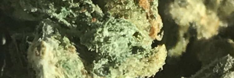 Leek_Escobar3's profile banner image