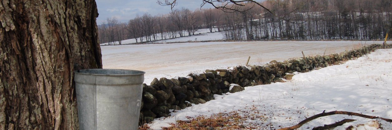 Acadian Maple banner