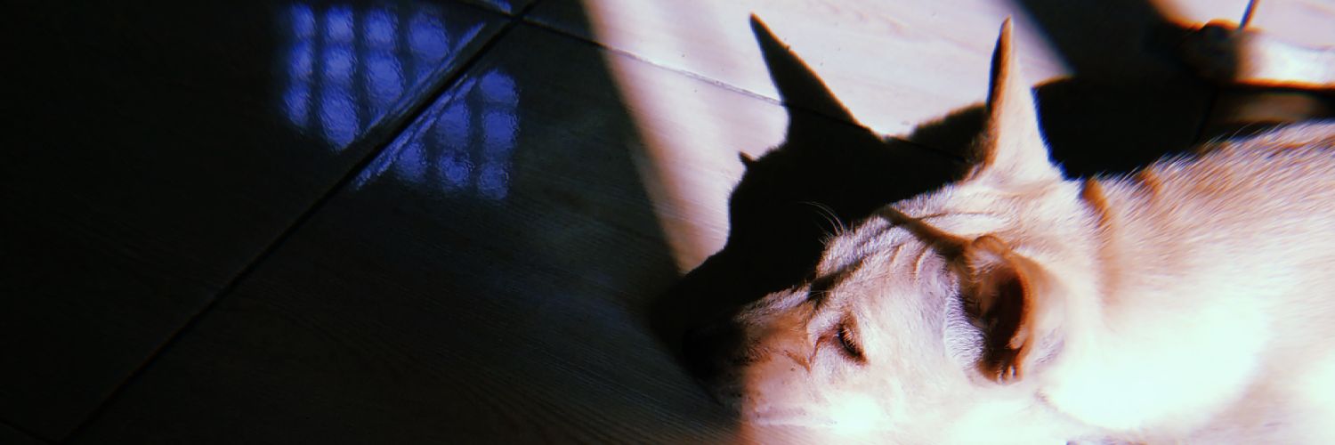 vctrprtwsytn's profile banner image