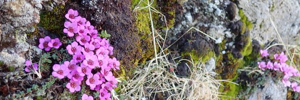 cofnod Profile Banner