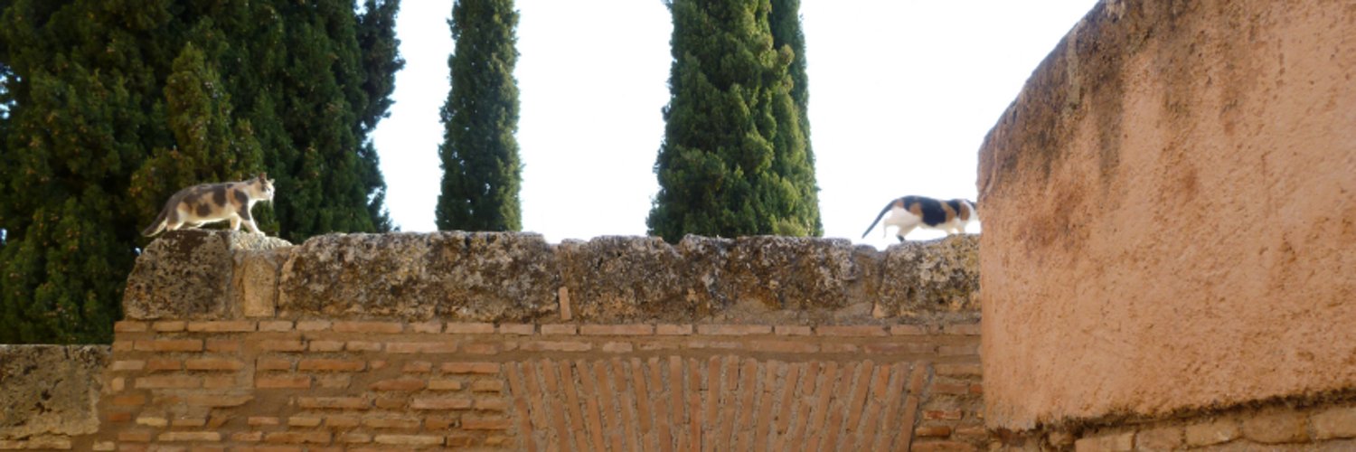 Tracey Ybarro banner