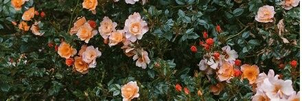 Chomalla_sr's profile banner image