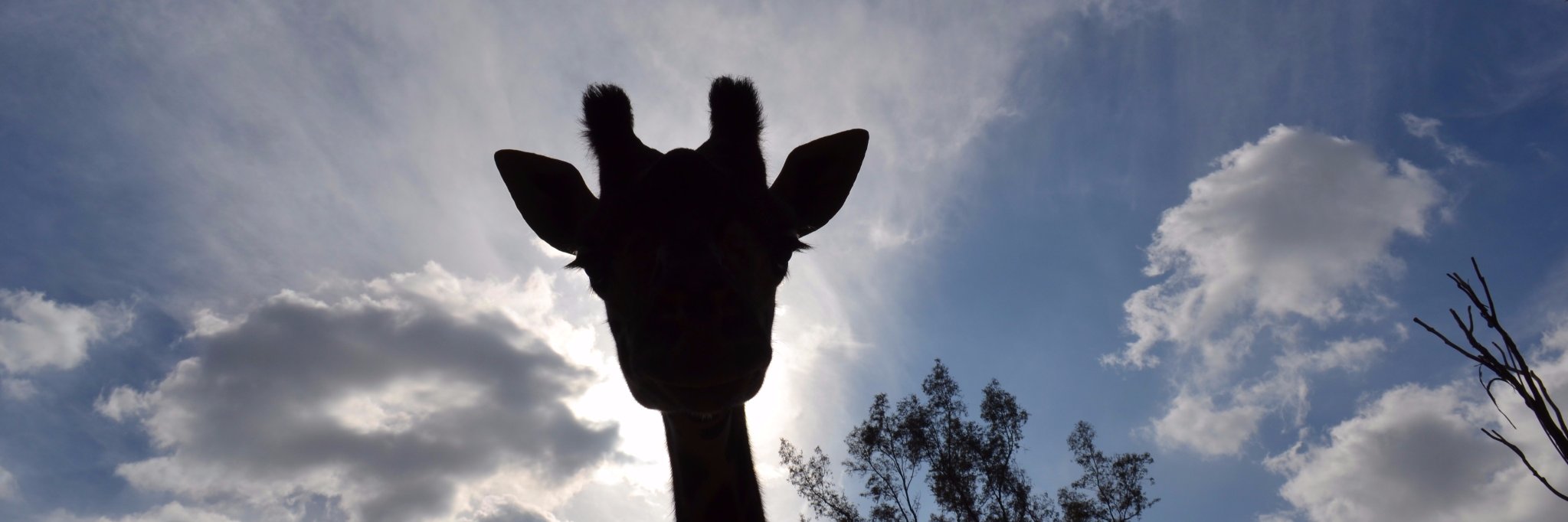B. Charles Jungblut banner