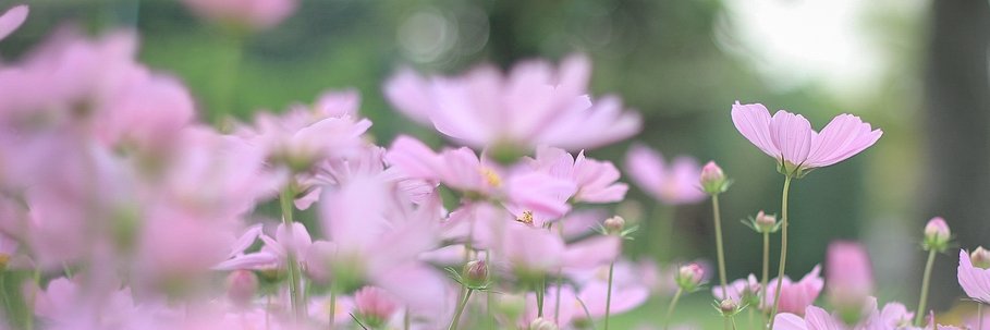 GeexJade's profile banner image