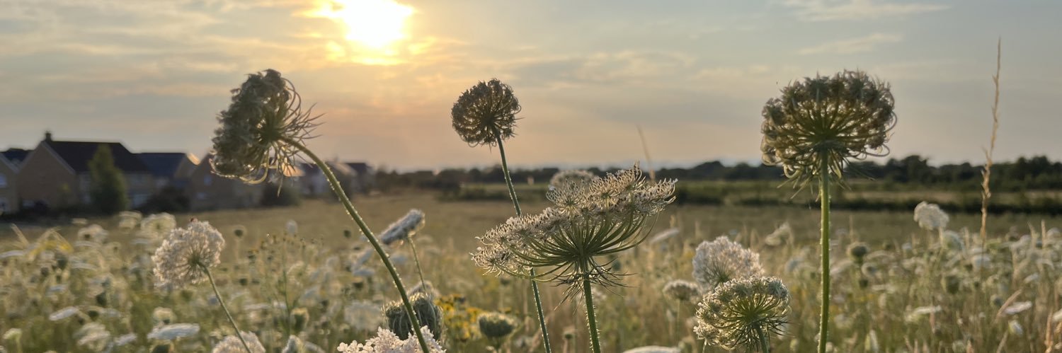 Lynda Williams banner