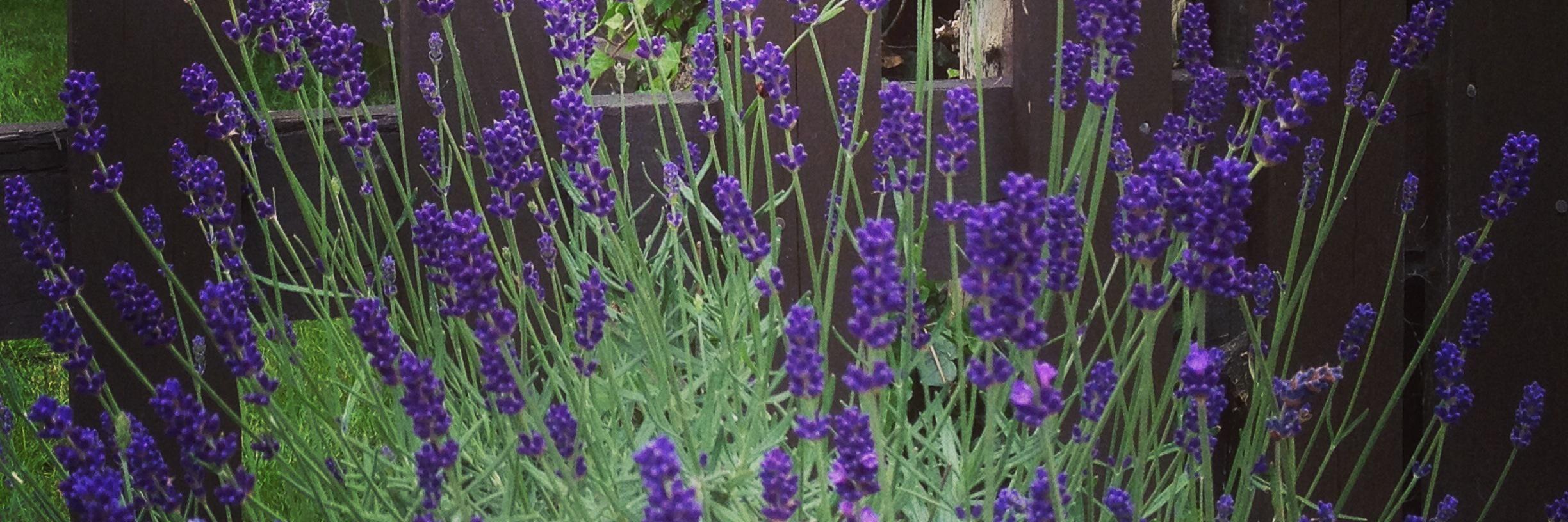 PuddleCottage's profile banner image