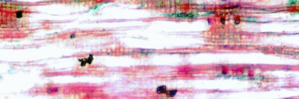 IPBio Profile Banner