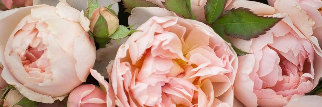 cicit ciuwit💫 banner