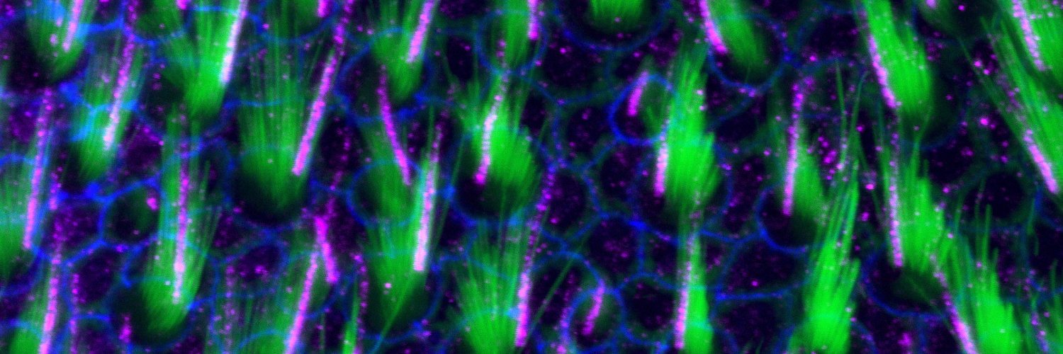 UCLEarInstitute's profile banner image