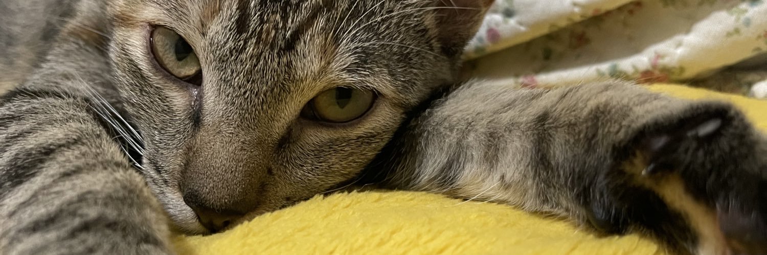 saradssis's profile banner image