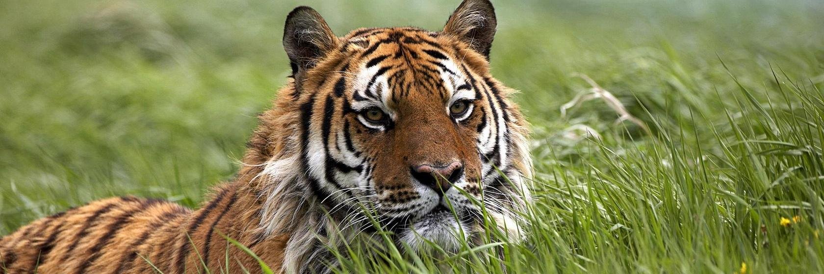 Roman Anderson aka RomanCAT banner