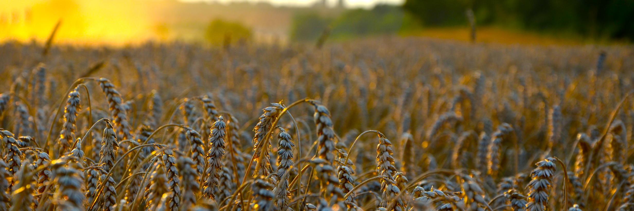 Ludivine CAMPBELL banner