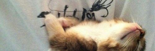 fanny banner