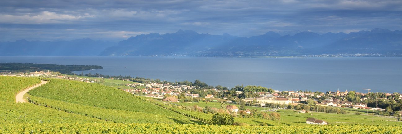 MyNyonRegion's profile banner image
