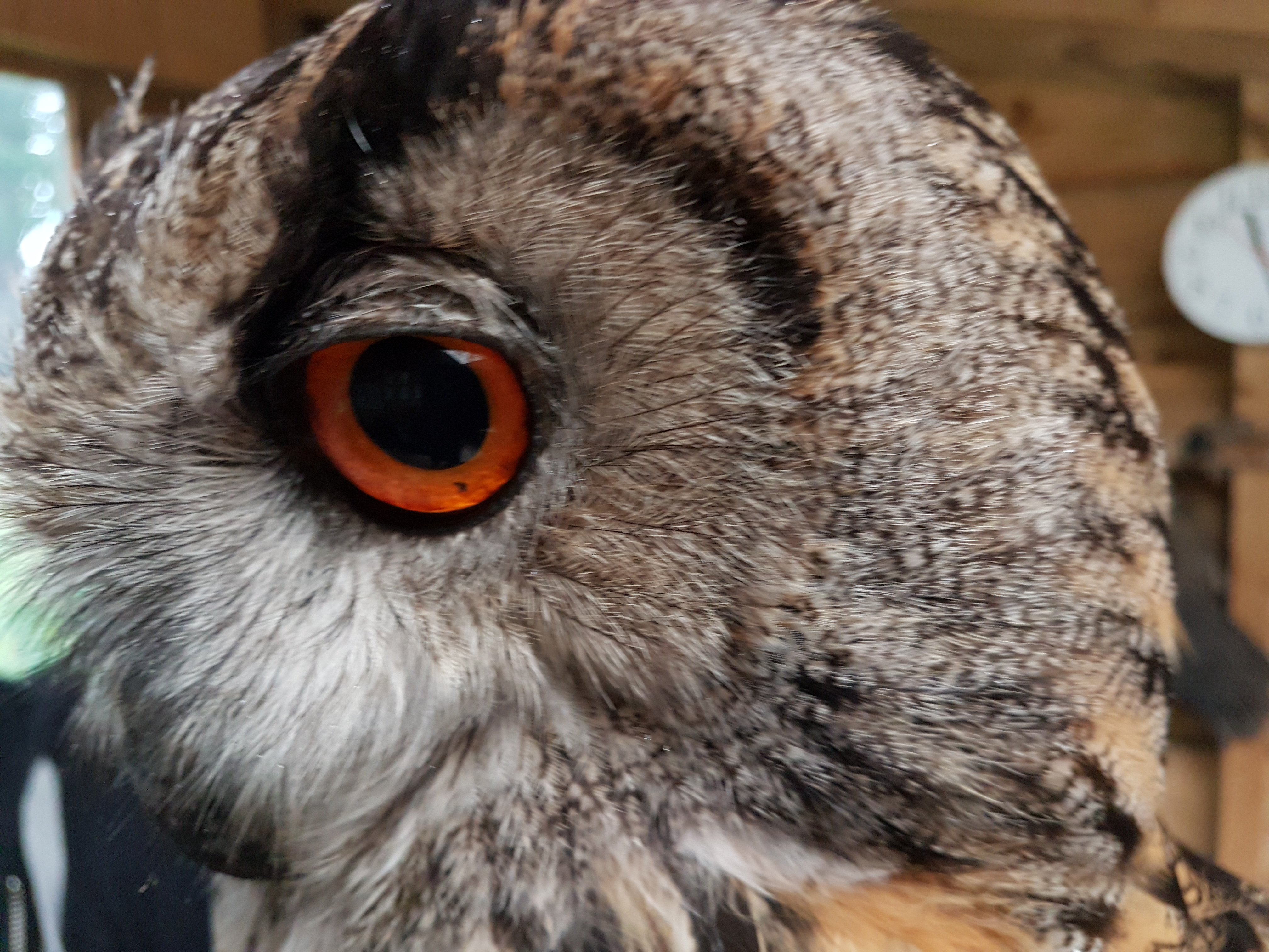 BFalconry's profile banner image
