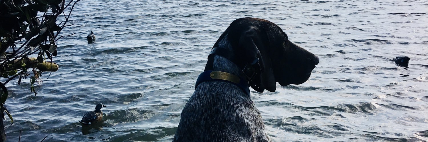 taylorpatek's profile banner image
