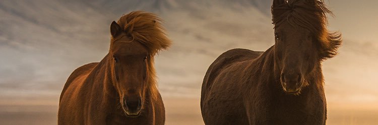 noniassali's profile banner image