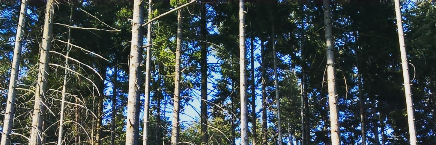 NickMoalli's profile banner image