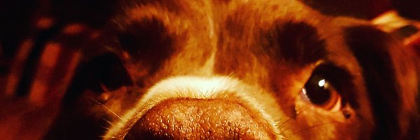 SpanielHarry Profile Banner