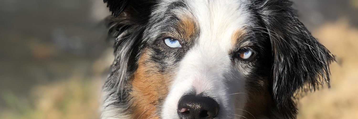 DylanStpe's profile banner image