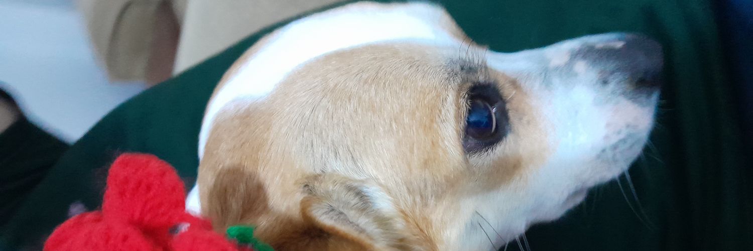 laalunatica's profile banner image