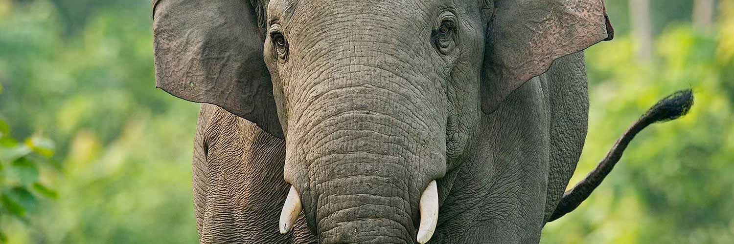 Conservation Nation banner