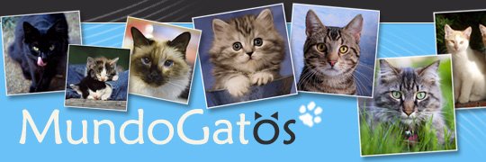 Mundo_Gatos's profile banner image