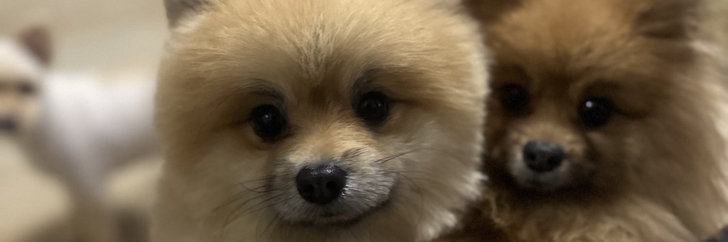 JobeePacheco's profile banner image