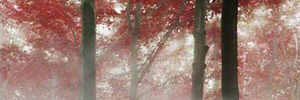 SandyLezB's profile banner image