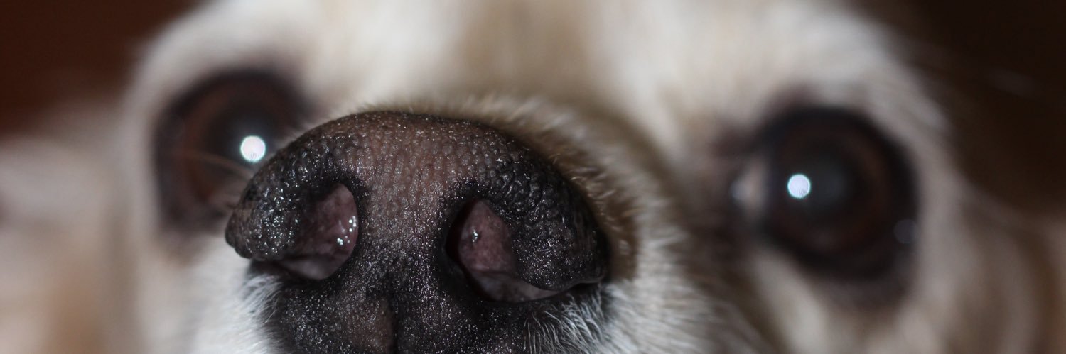 daniarangelm's profile banner image