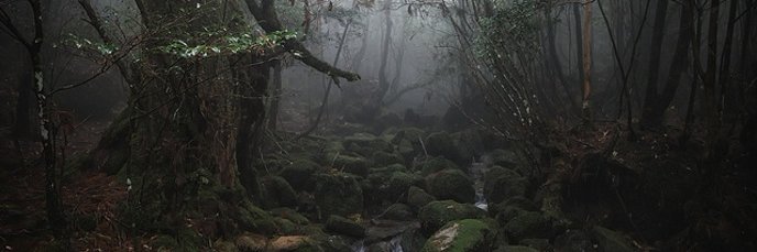 Julia Orr banner