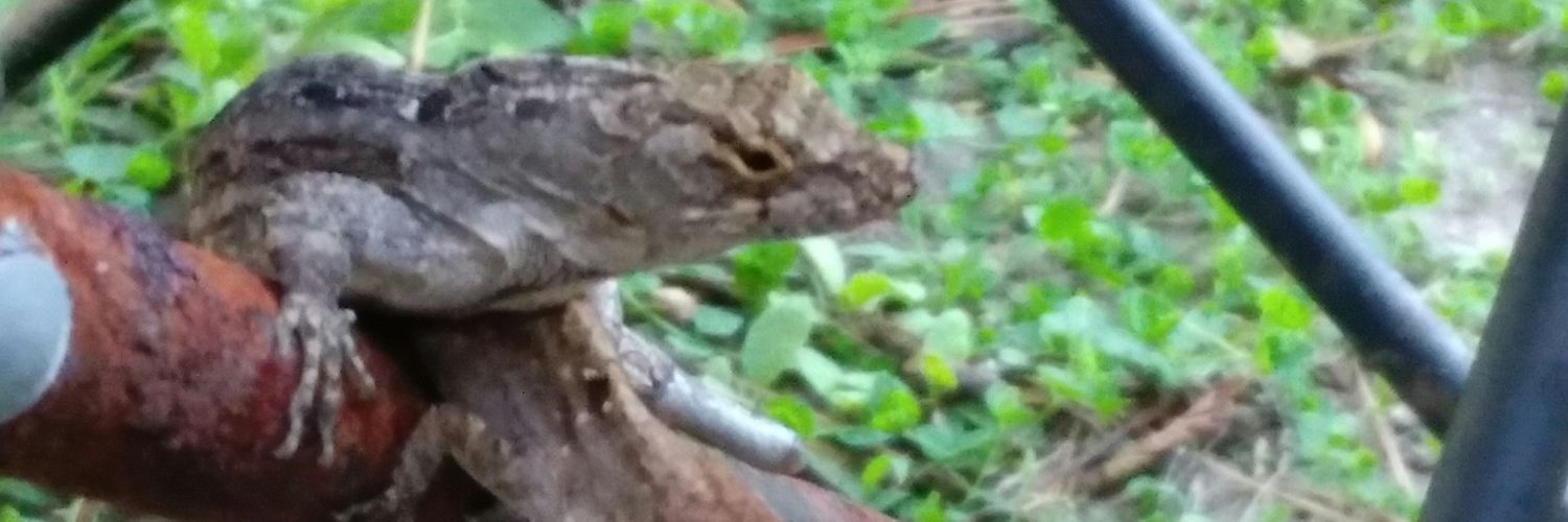 baldhippyrecord's profile banner image