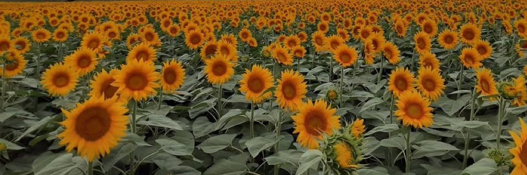 Sunflower baby 🌻 banner