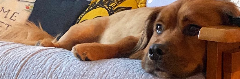 daniellelsa's profile banner image