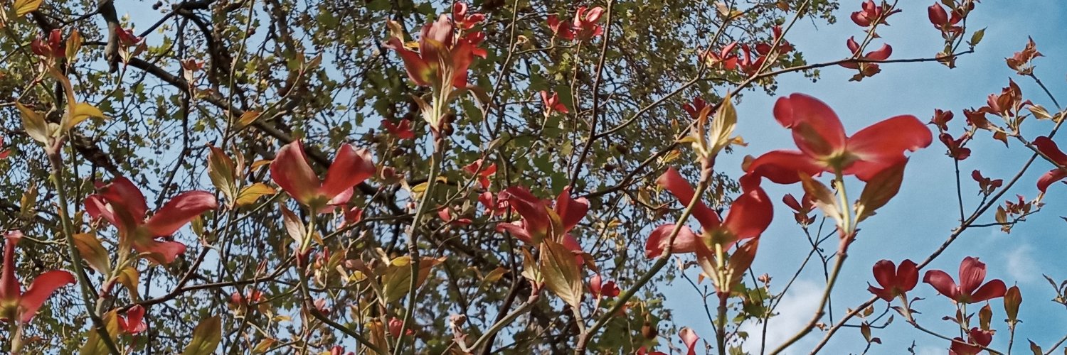 KBeclin's profile banner image