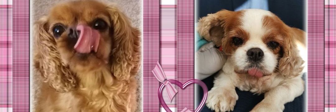 Treacle 🌹🥐🎾🧀🇫🇷🇮🇹 banner