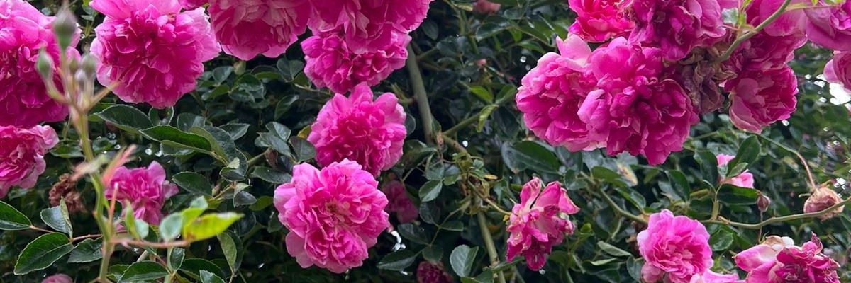 PaulaCorteReal2's profile banner image