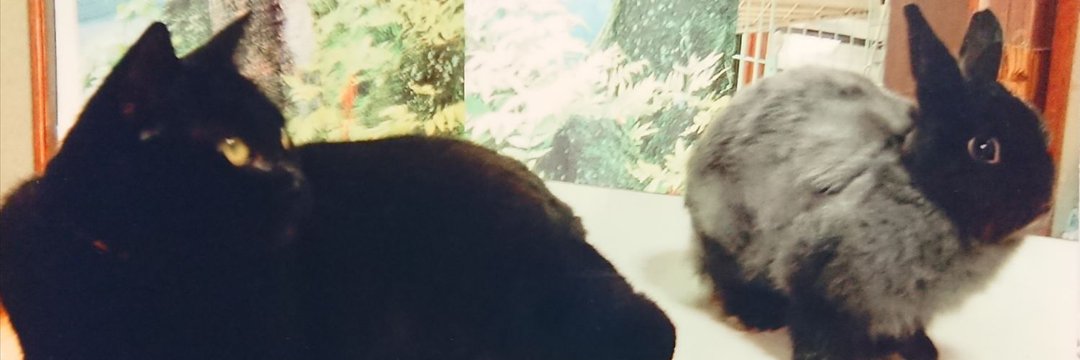 ayameinaina's profile banner image