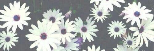 RommyLC's profile banner image