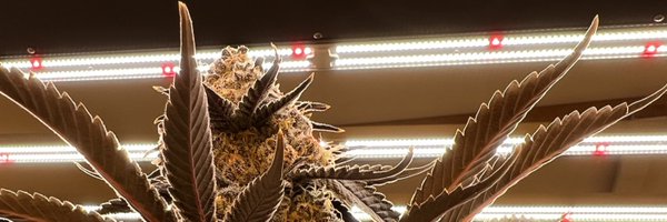 LightsGravity Profile Banner