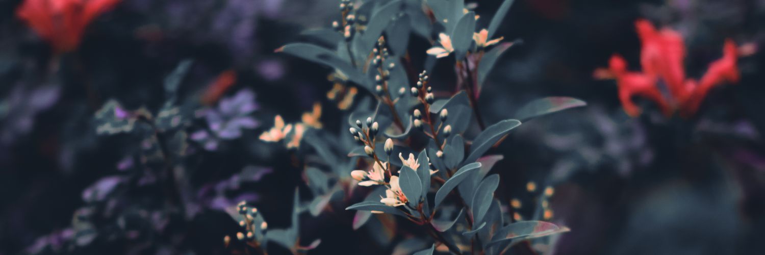 chocochat77's profile banner image
