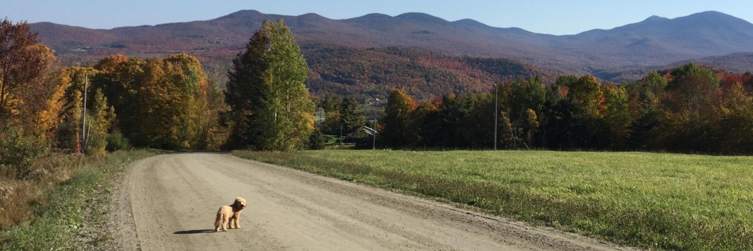 StormtheWeatherDog banner