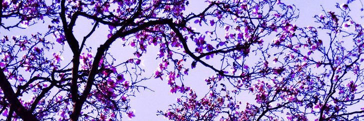 andreescho's profile banner image