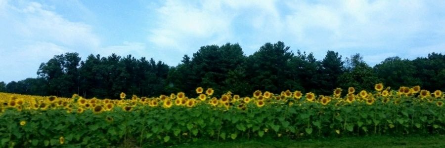 BitOfLib's profile banner image