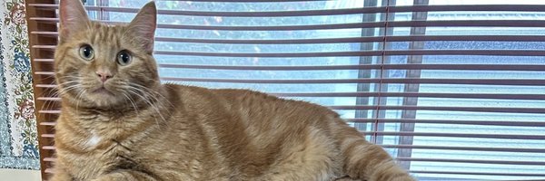 SarasSydney Profile Banner