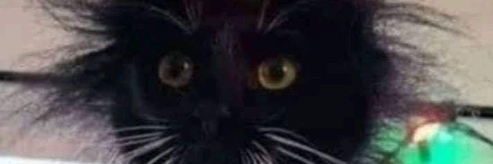 dafidio's profile banner image